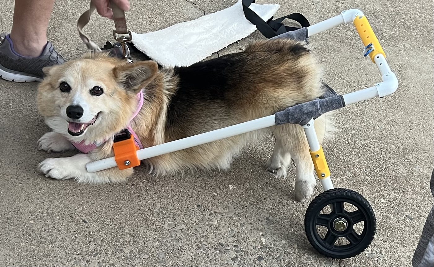 A corgi restored to mobility in a custom wheelchair built by Mikul