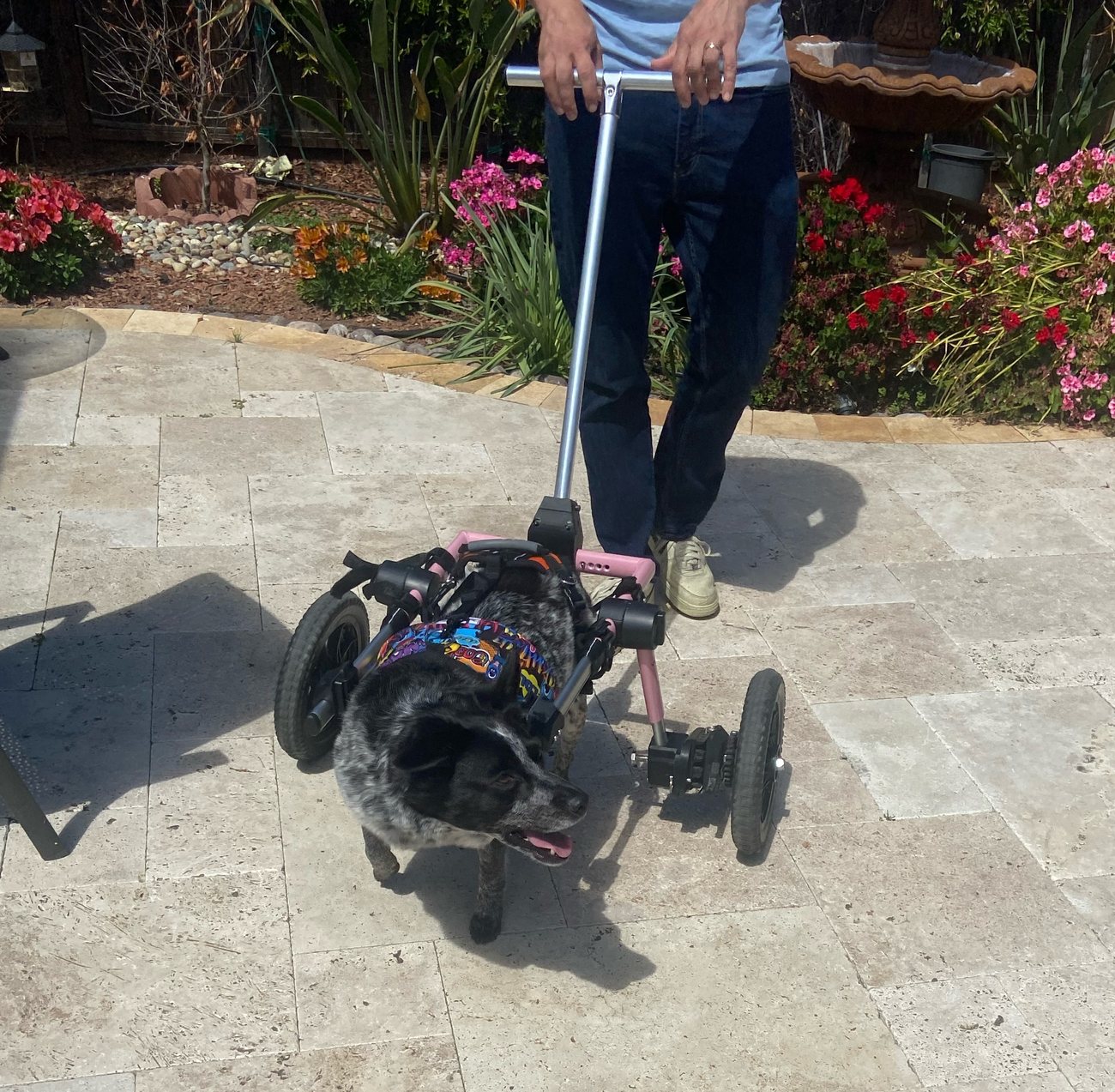 A dog in a custom aluminum-frame wheelchair outdoors