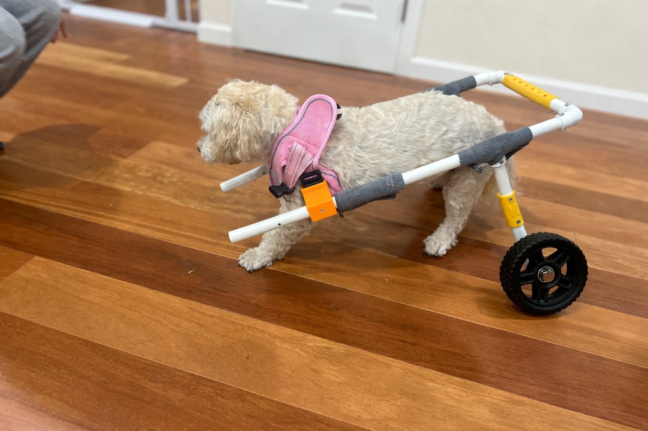 A dog using a custom wheelchair indoors