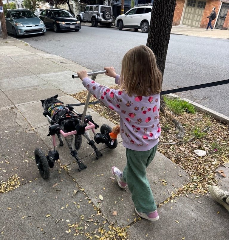 A child walking a dog in a custom wheelchair on a city sidewalk